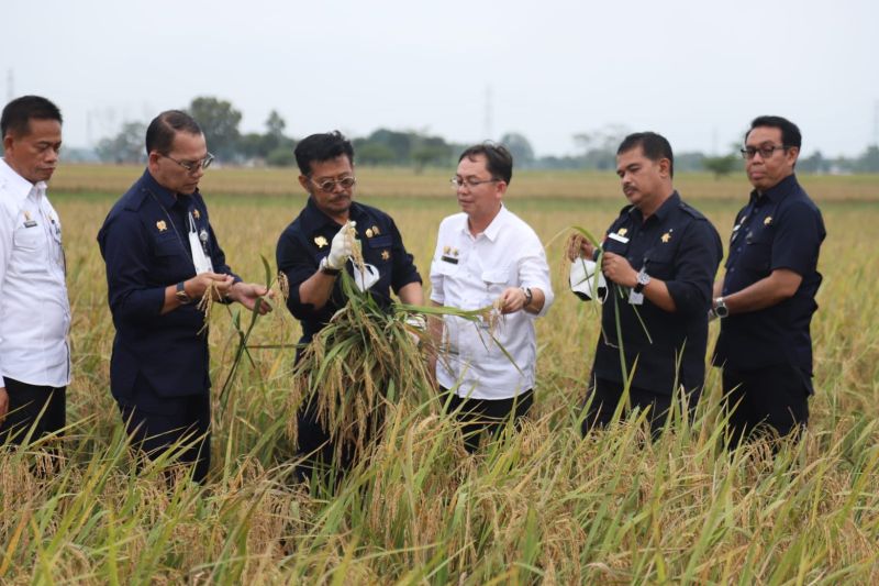 1656314033491851.jpeg Mentan dorong varietas unggul tingkatkan produksi beras nasional.jpeg