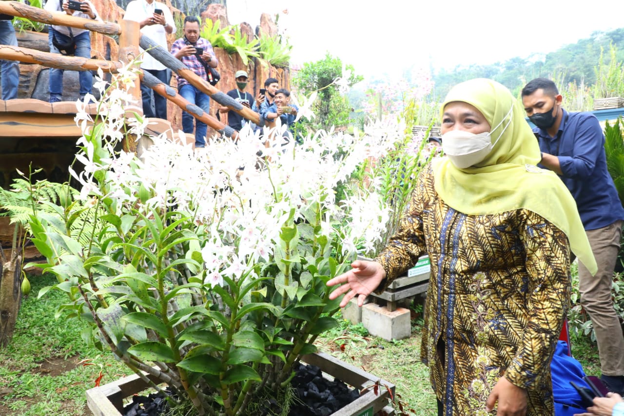 1656314887830688.jpeg Gubernur Jatim incar peluang ekspor anggrek.jpeg
