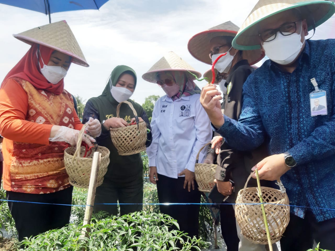 1656578396522277.jpg Sumsel dorong pengembangan kluster cabai guna penuhi kebutuhan.jpg