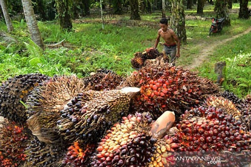 1657009042714691.jpg Asosiasi petani harap pemerintah atur ulang penetapan harga TBS.jpg