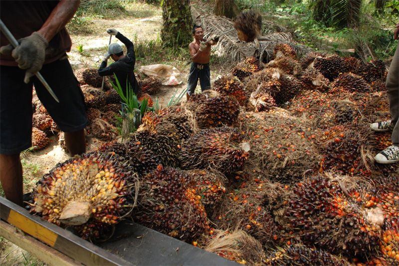 1658500575941314.jpg Harga CPO bergerak naik didorong pajak ekspor nol persen.jpg