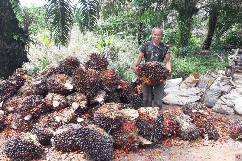 1658839634164794.jpg Harga CPO Sumut sudah capai Rp9.105 per kg.jpg