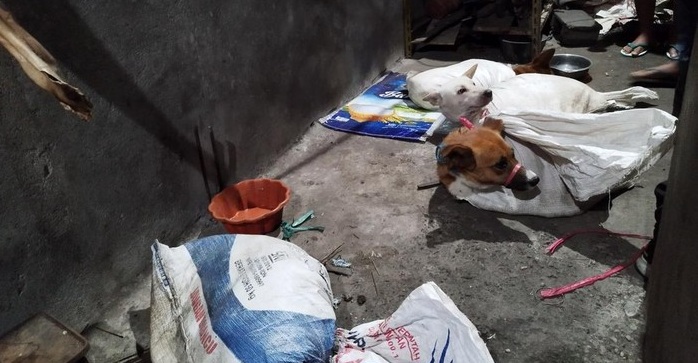 1659338237273773.jpeg kondisi-anjing-yang-ditemukan-di-rumah-jagal-di-surabaya_169.jpeg
