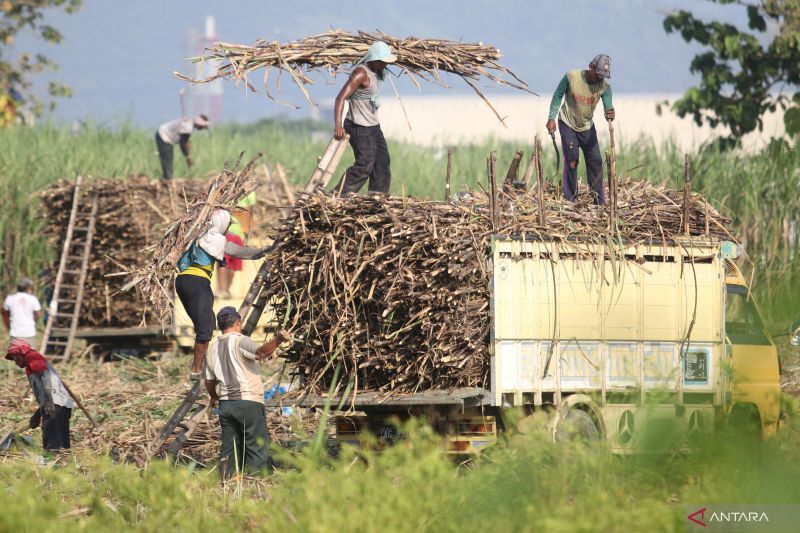 1659429481977935.jpg ID FOOD revitalisasi pabrik gula guna wujudkan swasembada.jpg