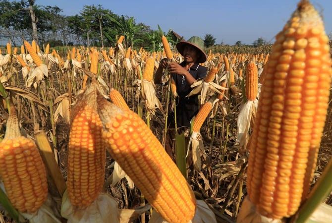 全球玉米价格维持高位 政府扩大生产和种植规模