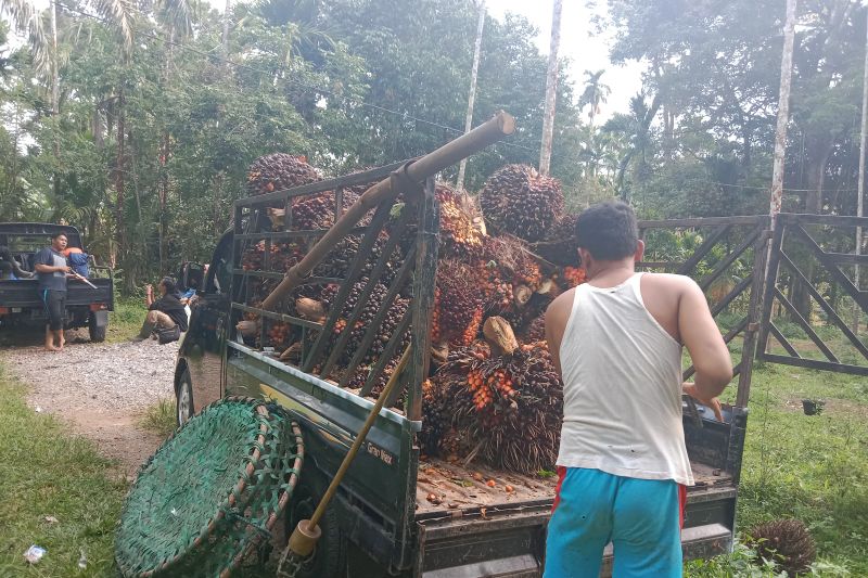 1661243949235565.jpg Petani minta penghapusan tarif pungutan ekspor sawit diperpanjang.jpg