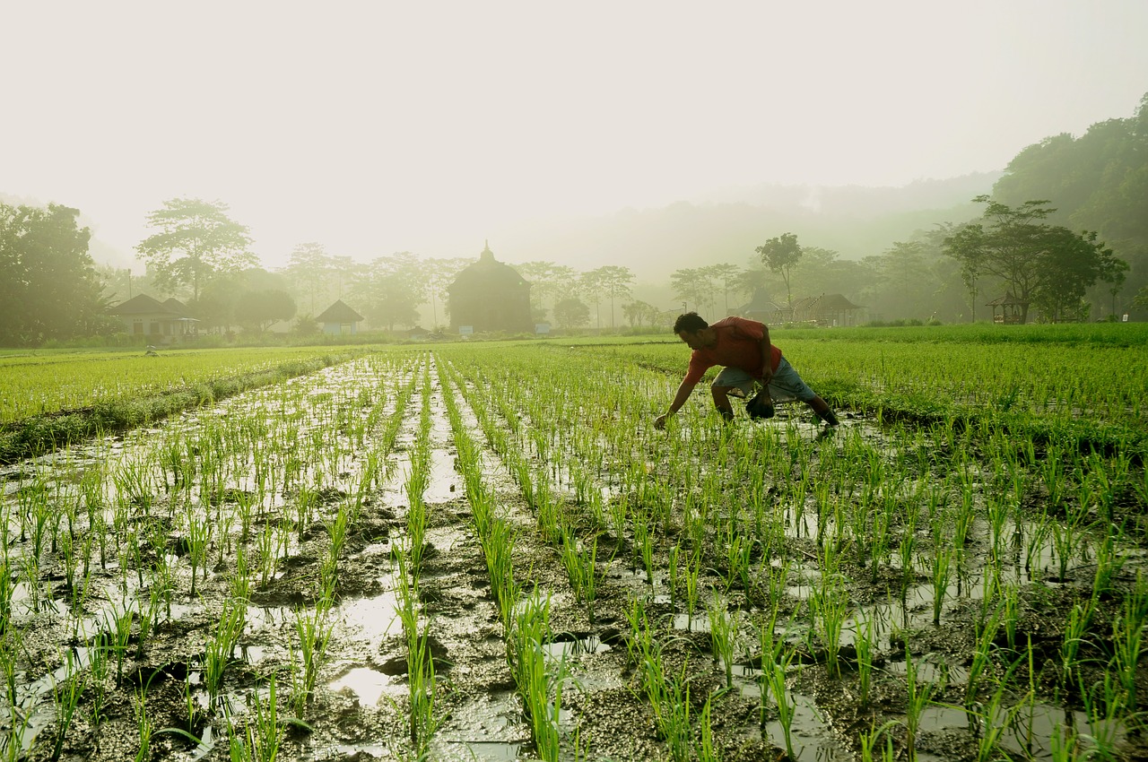 1662643564105499.jpg Kementan siapkan Rp2,3 triliun untuk Food Estate-sentra pangan di 2023.jpg