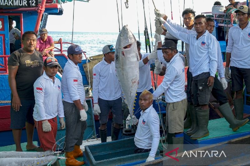 1663077546503631.jpg Ekspor ikan tuna Biak ke Jepang mencapai 5,3 ton pada awal September.jpg