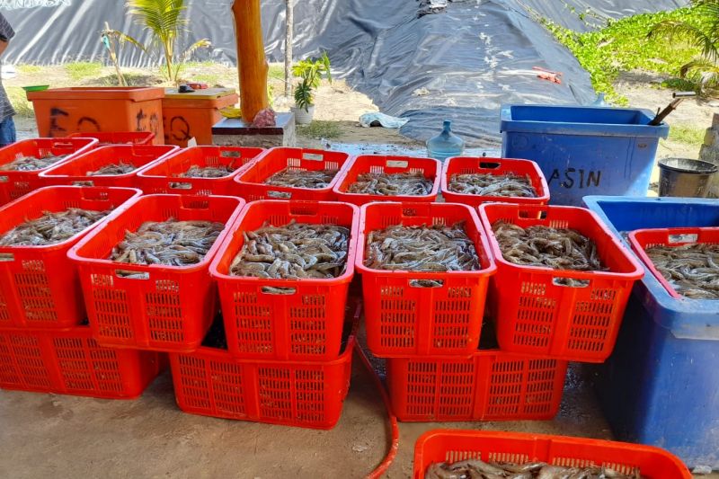 1663077837277435.jpeg Menteri Trenggono ungkap tantangan kejar target 2 juta ton udang 2024.jpeg