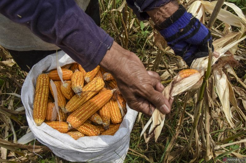 1663939804936889.jpg Kementan sebut produksi jagung aman hingga akhir tahun.jpg