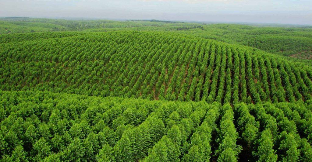 1664365615814483.jpg Indonesia dorong kesetaraan dalam Sertifikasi Pengelolaan Hutan.jpg