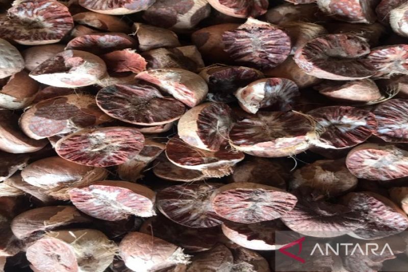 1664545184363464.jpg India mulai kembali mengimpor pinang.jpg