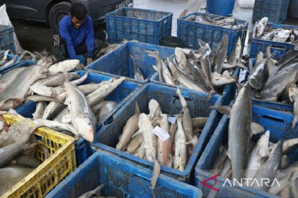 KKP规定我国海洋渔业资源  一年可捕量达1201万吨
