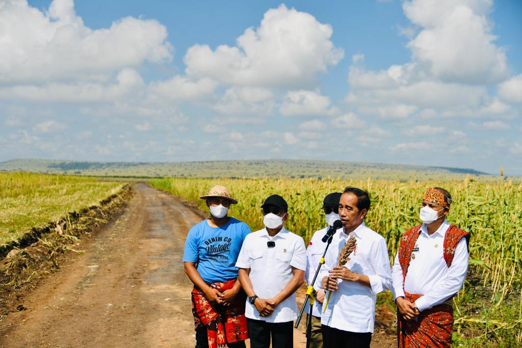 1654239603115142.jpg (1)Presiden Jokowi panen sorgum.jpg