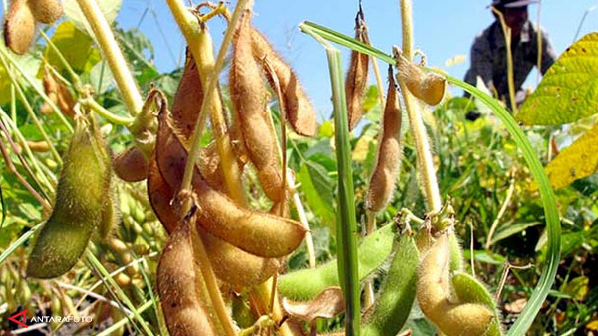 1654591966569763.jpg Badan Pangan importir wajib serap kedelai petani lokal.jpg