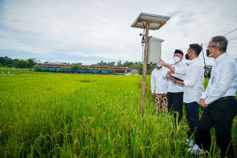 1655195867738677.jpeg Kementan dorong produksi beras organik ramah lingkungan.jpeg